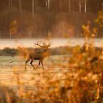 Tatil parkı Toosikannu Nature & *