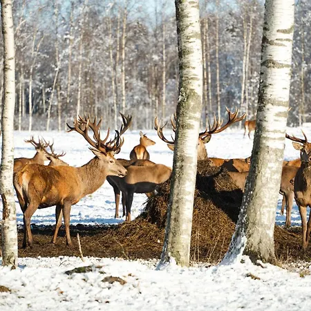 Kompleks wypoczynkowy Toosikannu Nature & Käru