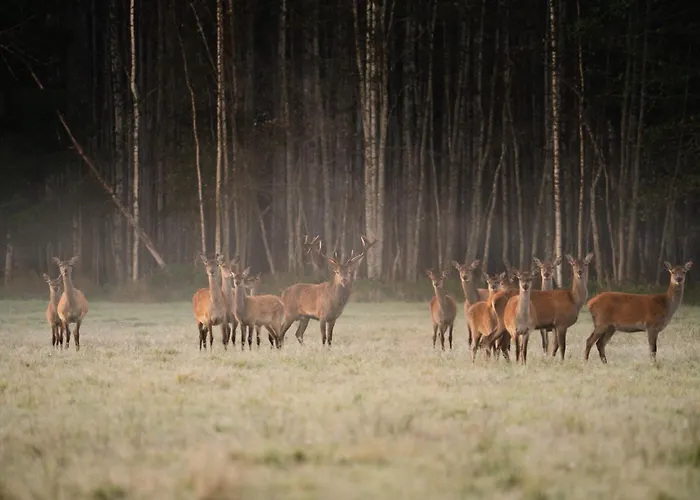 Kompleks wypoczynkowy Toosikannu Nature &