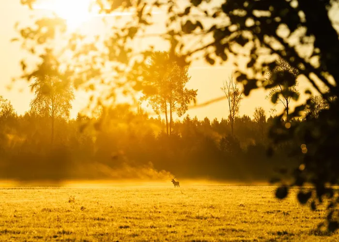 Toosikannu Nature & Kompleks wypoczynkowy Käru