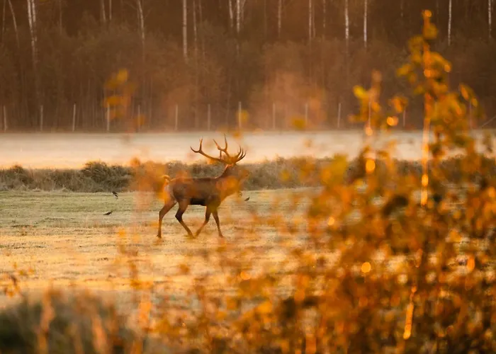Kompleks wypoczynkowy Toosikannu Nature & *