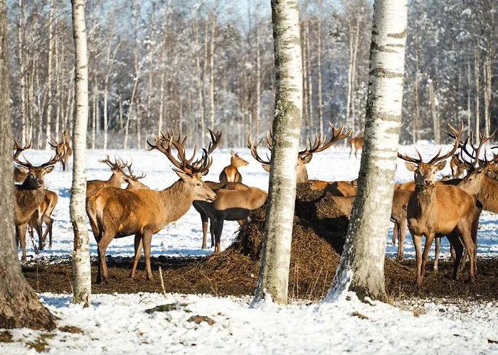 Kompleks wypoczynkowy Toosikannu Nature & Käru